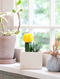 Succulents in gift box. - Image 