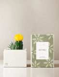 Succulents in gift box. - Image 