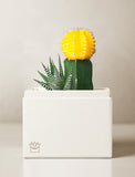 Succulents in gift box. - Image 