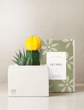 Succulents in gift box. - Image 