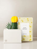 Succulents in gift box. - Image 