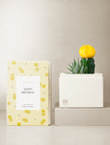 Succulents in gift box. - Image 