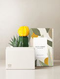 Succulents in gift box. - Image 