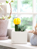Succulents in gift box. - Image 