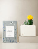 Succulents in gift box. - Image 