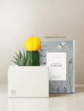 Succulents in gift box. - Image 