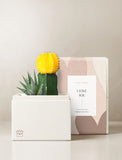 Succulents in gift box. - Image 