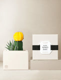 Succulents in gift box. - Image 