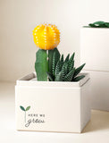 Succulents in gift box. - Image 