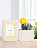 Succulents in gift box. - Image 