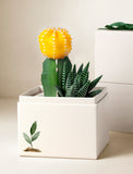 Succulents in gift box. - Image 