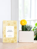 Succulents in gift box. - Image 
