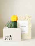 Succulents in gift box. - Image 