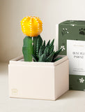 Succulents in gift box. - Image 