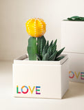 Succulents in gift box. - Image 