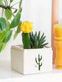 Succulents in gift box. - Image 