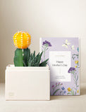 Mother's Day Ray Garden with yellow cactus, green succulent, and purple floral gift box. - Image 