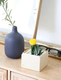 Modern Ray Garden with yellow cactus, green succulent in a cream square planter, next to a gray vase. - Image 