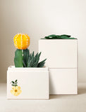 Succulents in gift box. - Image 