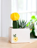 Succulents in gift box. - Image 
