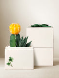 Succulents in gift box. - Image 