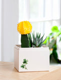 Succulents in gift box. - Image 