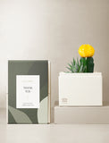 Succulents in gift box. - Image 