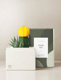 Succulents in gift box. - Image 