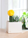 Succulents in gift box. - Image 