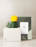 Succulents in gift box. - Image 