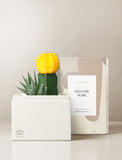 Succulents in gift box. - Image 