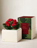 Christmas Red Kalanchoe Garden - Image 