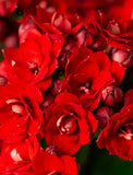 Christmas Red Kalanchoe Garden - Image 