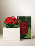 Christmas Red Kalanchoe Garden - Image 