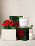 Christmas Kalanchoe & Candle & Matches - Image 