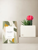 Succulents in gift box. - Image 