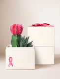 Succulents in gift box. - Image 
