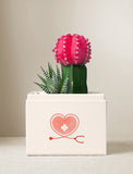 Succulents in gift box. - Image 