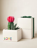 Succulents in gift box. - Image 