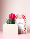 Succulents in gift box. - Image 