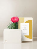 Succulents in gift box. - Image 