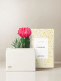Succulents in gift box. - Image 
