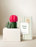 Succulents in gift box. - Image 