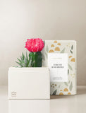 Succulents in gift box. - Image 