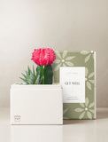 Succulents in gift box. - Image 