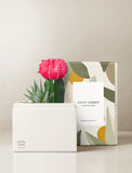 Succulents in gift box. - Image 