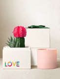 Decorative succulent garden a including a pink candle, plant, and box with 'LOVE' on a light background - Image 