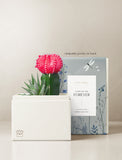Succulents in gift box. - Image 