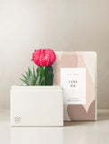 Succulents in gift box. - Image 