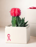 Succulents in gift box. - Image 
